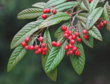 Horticulture Report Cotoneaster Salicifolius Ashland Garden Club