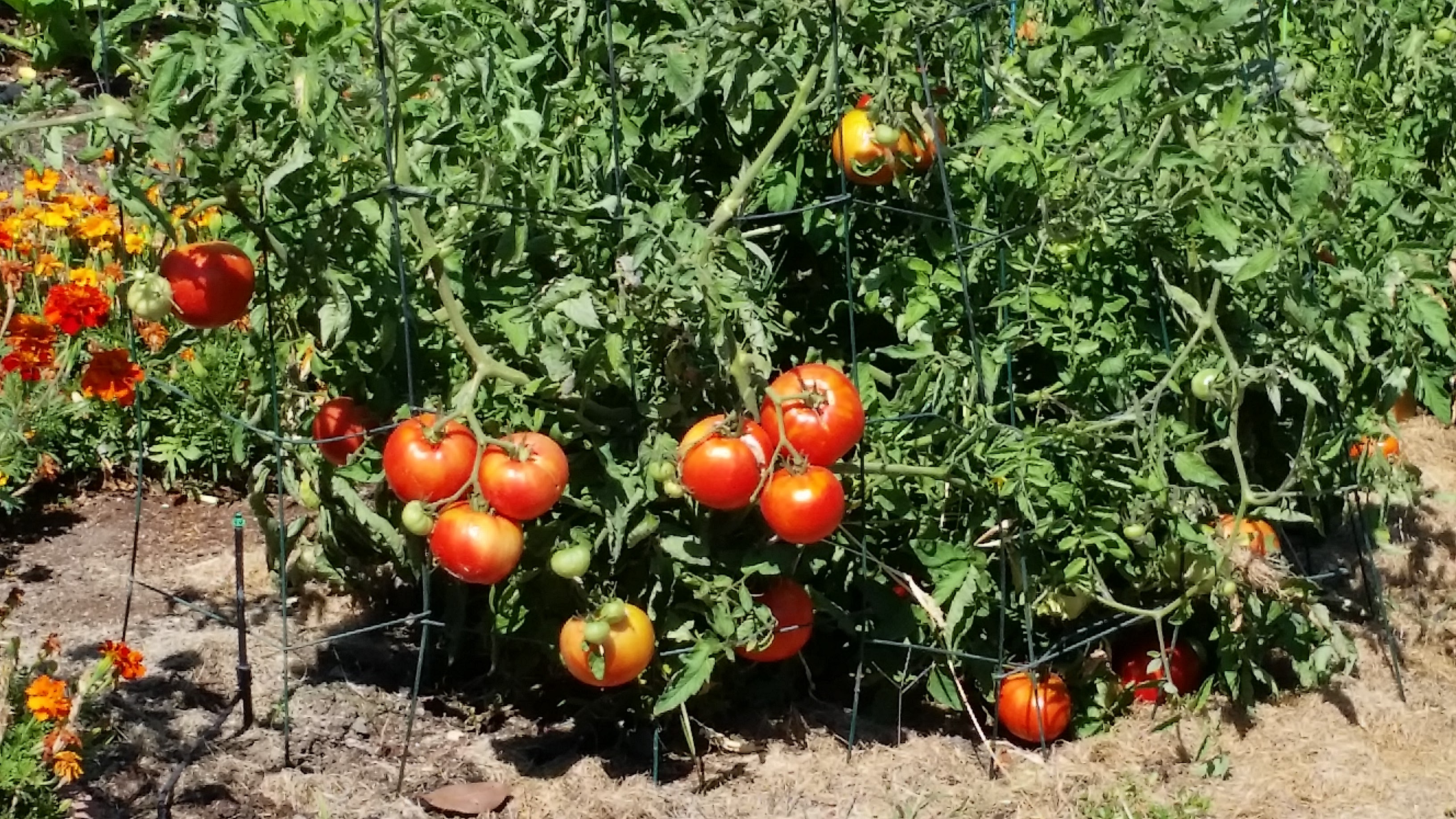 tomato seedlings not growing