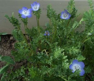 Nemophila Baby Blue Eyes