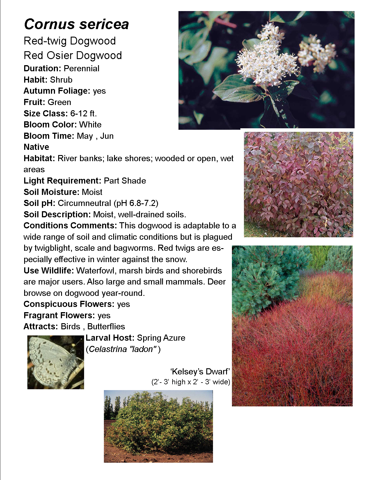 Horticulture Report: Red Twig Dogwood | ASHLAND GARDEN CLUB