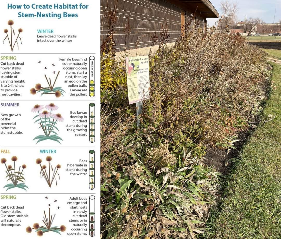 Habitat For Stem-Nesting Bees | ASHLAND GARDEN CLUB